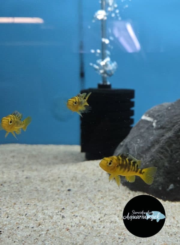 Pseudotropheus crabro