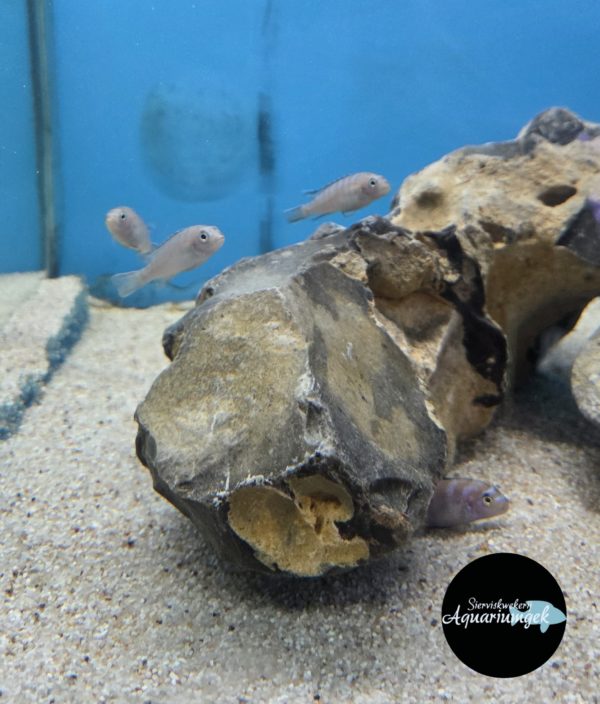 Pseudotropheus elongatus neon spot