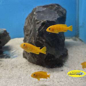 Pseudotropheus saulosi