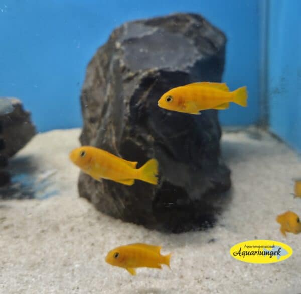 Pseudotropheus saulosi
