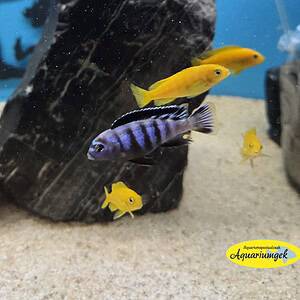 Pseudotropheus saulosi