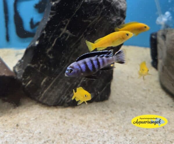 Pseudotropheus saulosi
