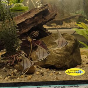 Pterophyllum Scalare Rio Nanay maanvis