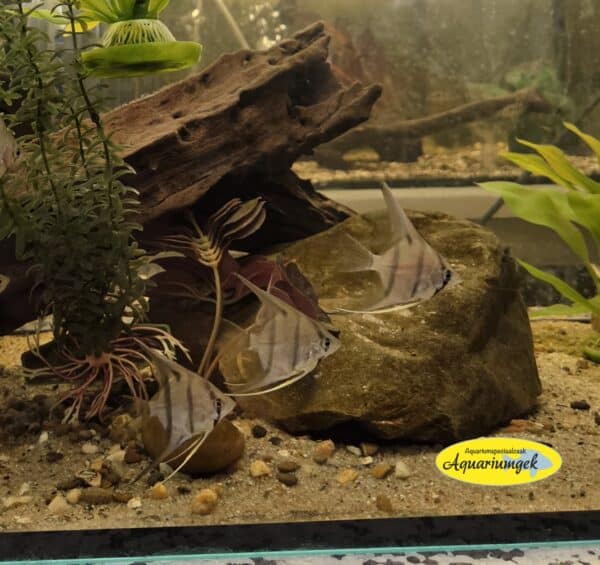 Pterophyllum Scalare Rio Nanay maanvis