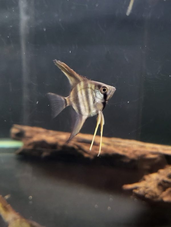 Pterophyllum Scalare peru wildkleur maanvis