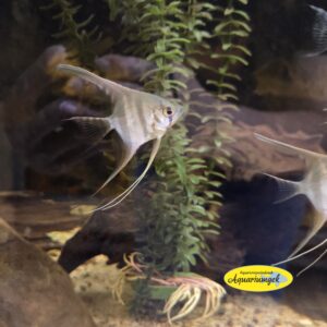 Pterophyllum scalare manacapuru red back maanvis