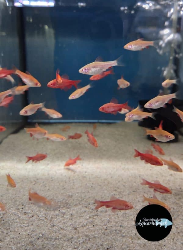 Puntius titteya albino – Sherry Barbeel albino