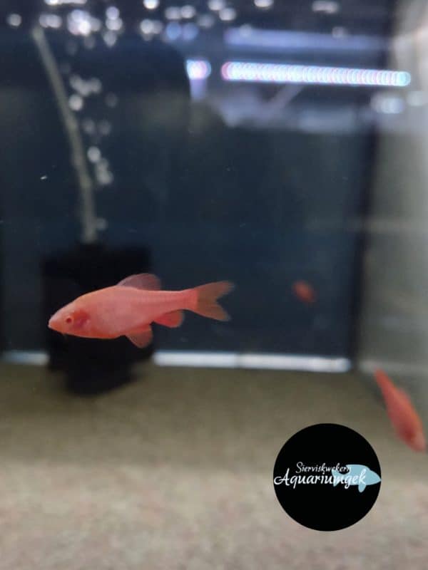 Puntius titteya albino – Sherry Barbeel albino