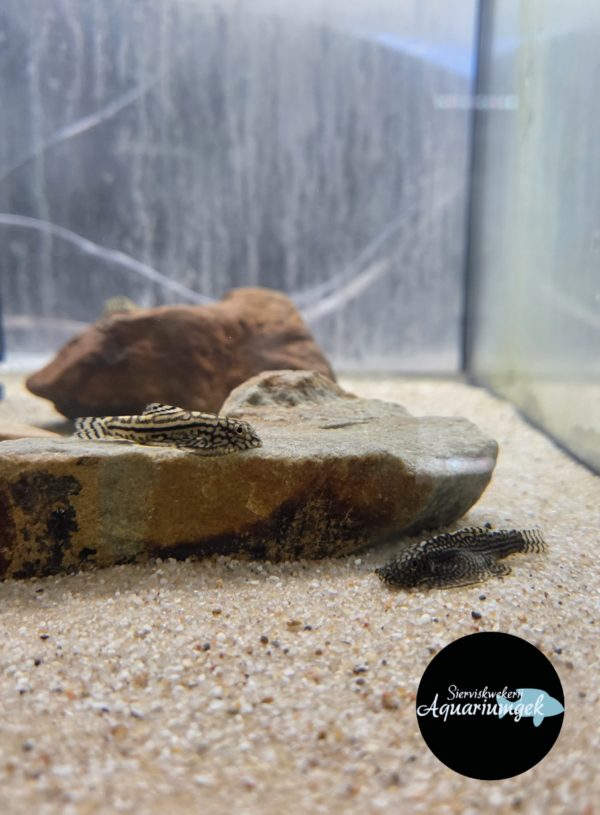 Sewellia lineolata
