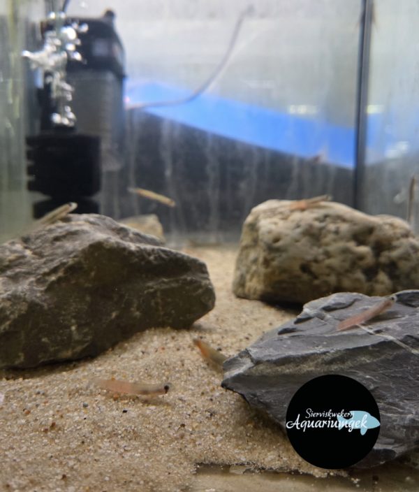 Sicyopus zosterophorus - Oranje goby