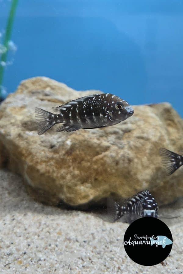 Tropheus duboisi