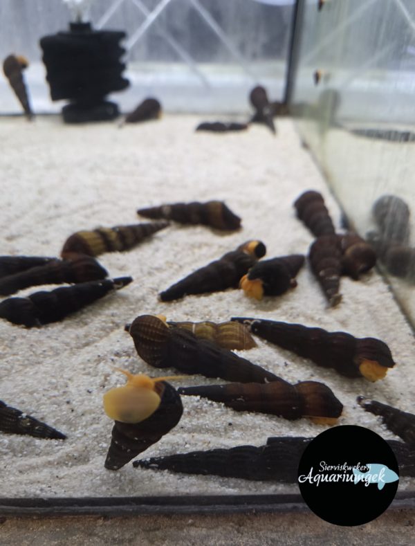 Tylomelania sp. orange snail
