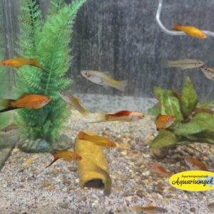 Xiphophorus Helleri kleurmix - Zwaarddrager kleurmix