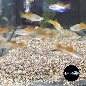 Xiphophorus Helleri neon zwaarddrager m/v