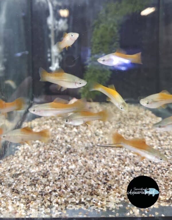 Xiphophorus Helleri neon zwaarddrager m/v
