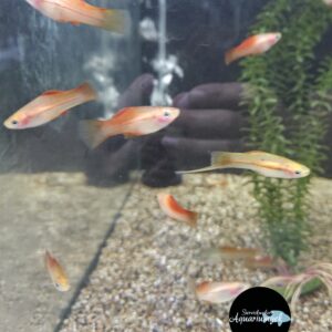 Xiphophorus Helleri pineapple zwaarddrager m/v