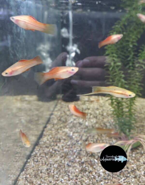 Xiphophorus Helleri pineapple zwaarddrager m/v