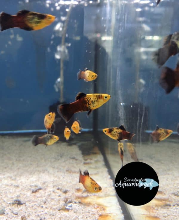 Xiphophorus Maculatus Gold/Black Platy