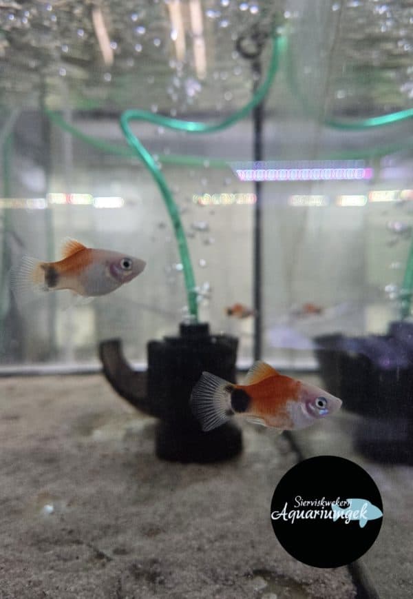 Xiphophorus Maculatus White Red Top Mickey Mouse Platy