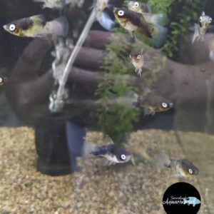 Xiphophorus Maculatus black & white Platy man