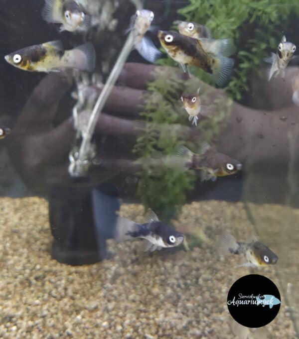Xiphophorus Maculatus black & white Platy man