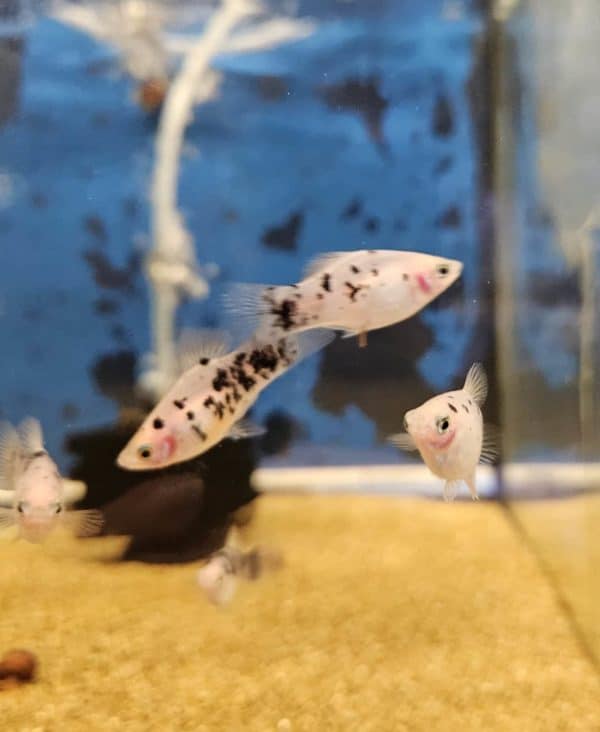 Xiphophorus Maculatus coffee Platy - Afbeelding 2