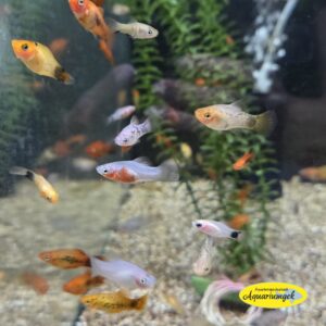 Xiphophorus Maculatus kleurmix Platy m/v