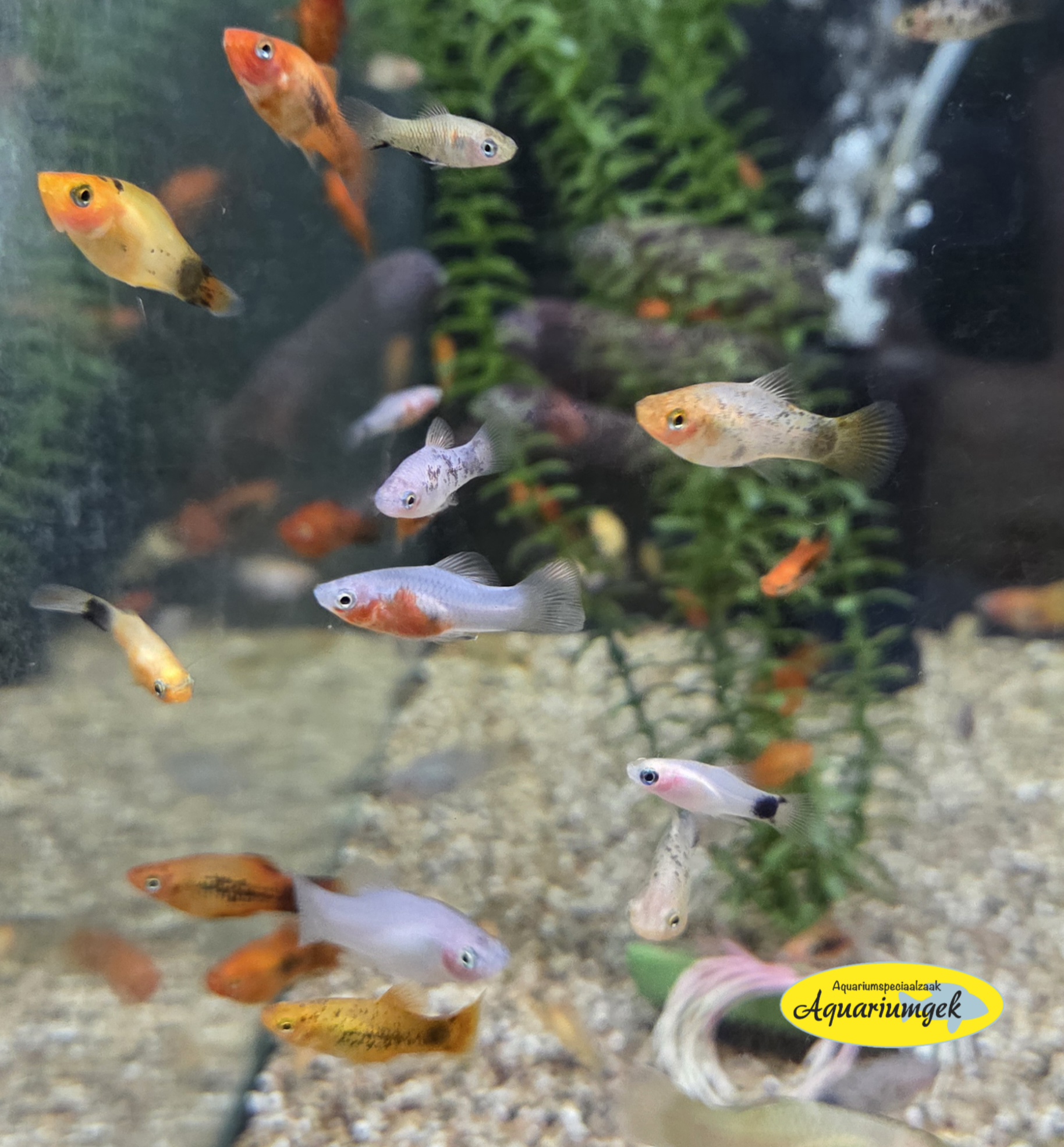 Xiphophorus Maculatus kleurmix Platy m/v