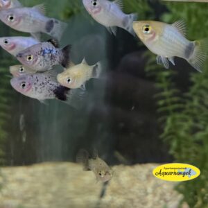 Xiphophorus Maculatus mickey mouse blauw Platy m/v