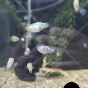 Xiphophorus Maculatus mickey mouse blauw Platy m/v