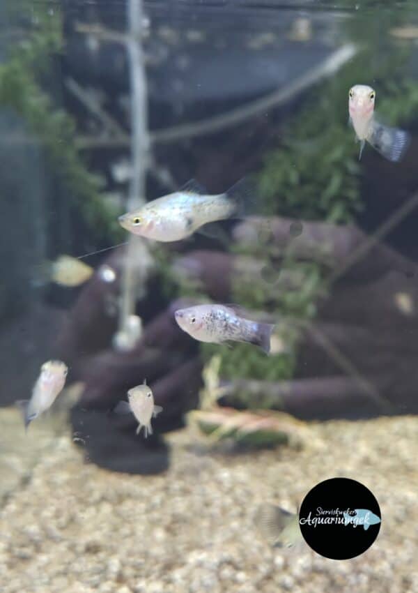 Xiphophorus Maculatus mickey mouse blauw Platy m/v