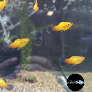 Xiphophorus Maculatus orange/gold wagtail Platy man