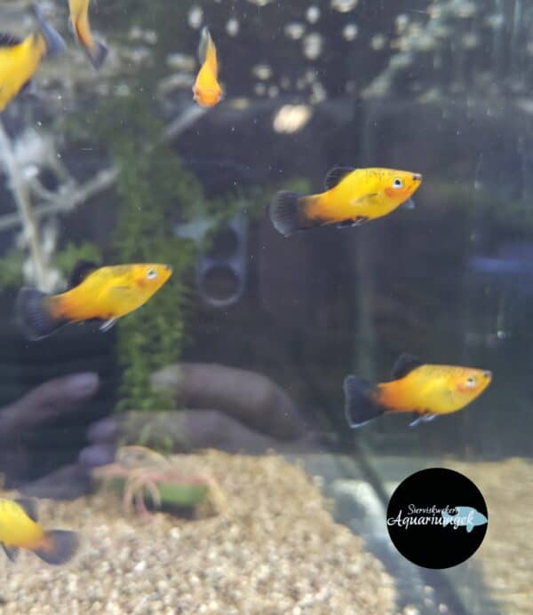 Xiphophorus Maculatus orange/gold wagtail Platy man