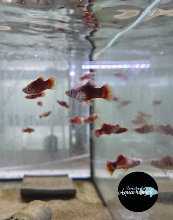 Xiphophorus Maculatus red/white tiger Platy