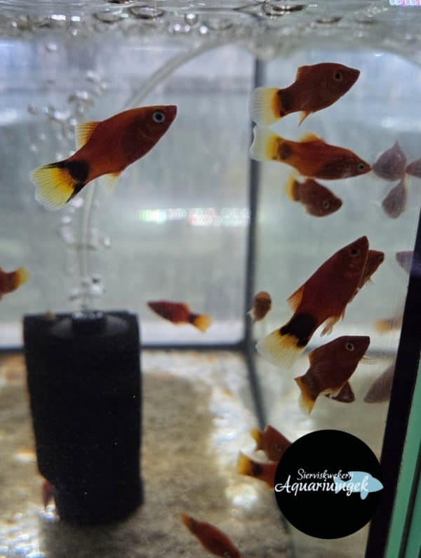 Xiphophorus Maculatus rode mickey mouse Platy
