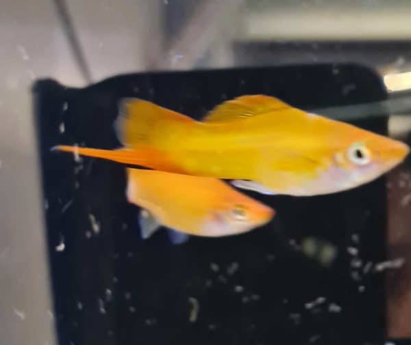 Xiphophorus helleri gold - Zwaarddrager goud - Afbeelding 2