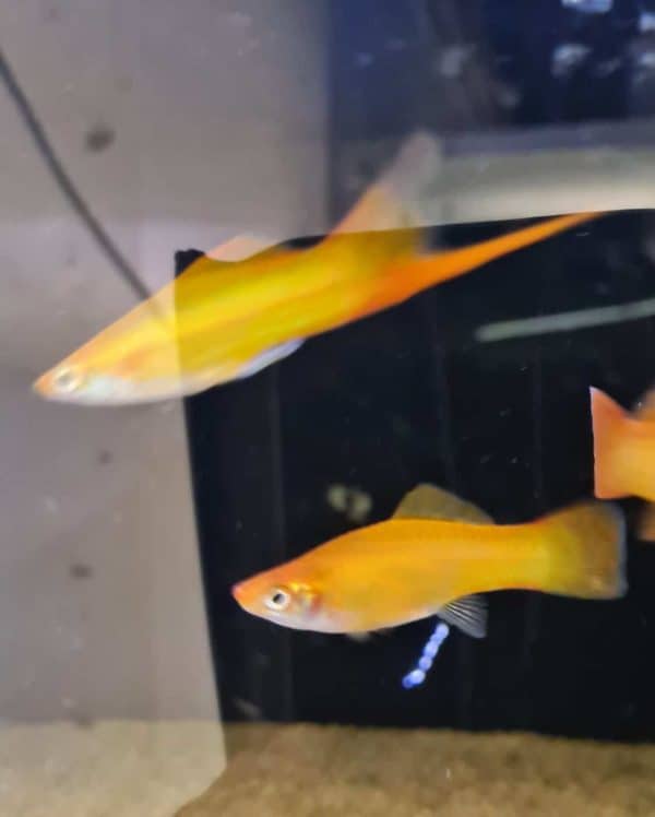 Xiphophorus helleri gold - Zwaarddrager goud
