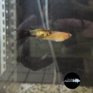 Xiphophorus maculatus mix - Molly mix m/v