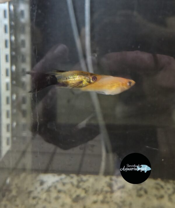 Xiphophorus maculatus mix - Molly mix m/v