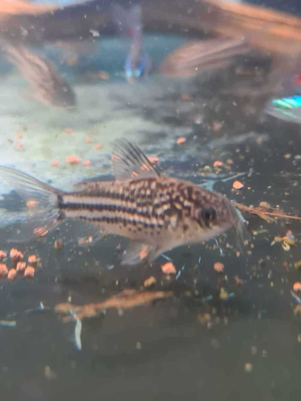 Corydoras elegans Aquariumgek