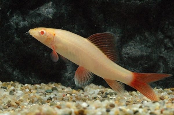 Epalzeorhynchos frenatus albino - Afbeelding 2