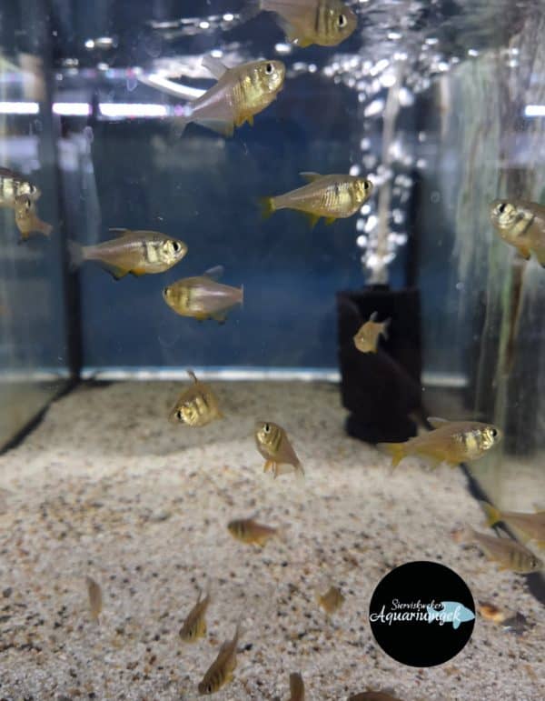 Hyphessobrycon Flammeus yellow - Gele Rio