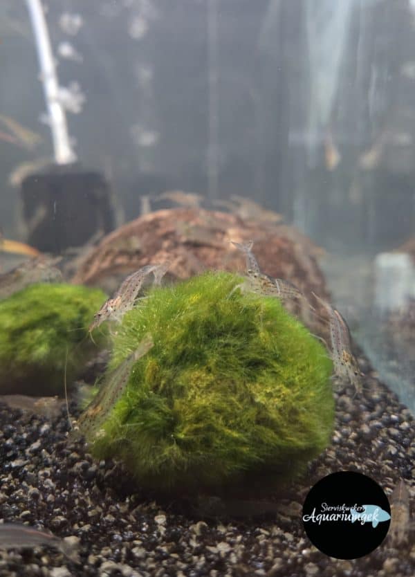 Caridina multidentata - Japonica garnaal