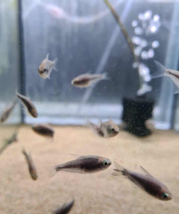 Nematobrycon palmeri black - Keizertetra zwart