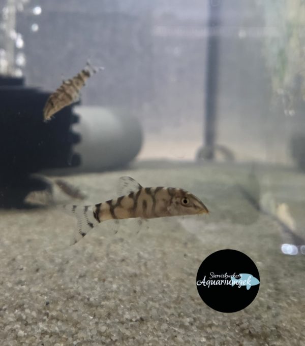 Botia lohachata - Netbotia