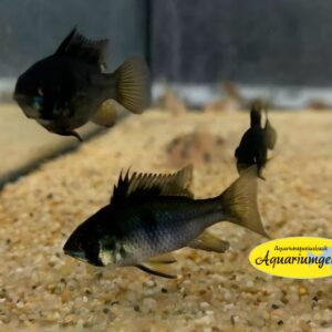 Mikrogeophagus ramirezi black - Antennebaarsje black