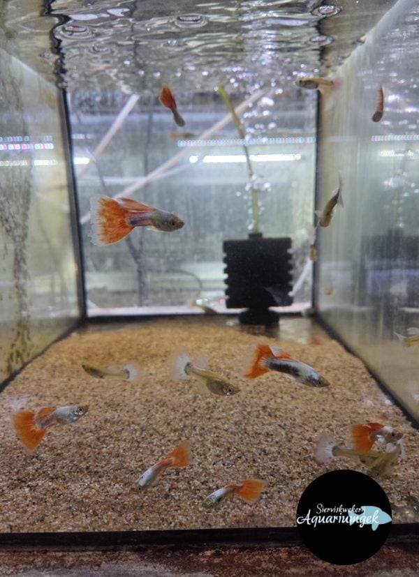 Poecilia reticulata santa claus guppy